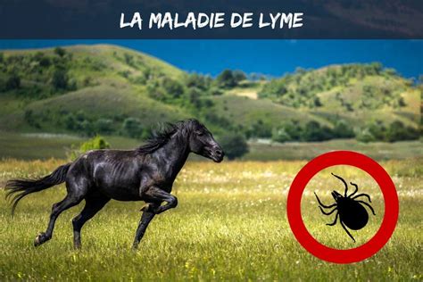 maladie de lyme cheval